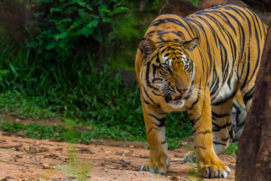 Mann (†62) will Kräuter im Tiger-Reservat sammeln: Dann wird er zerfleischt