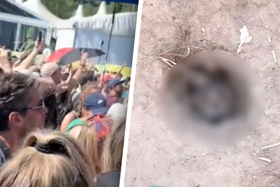 Mitten auf Festival: Plötzlich taucht ein kurioser Gast auf