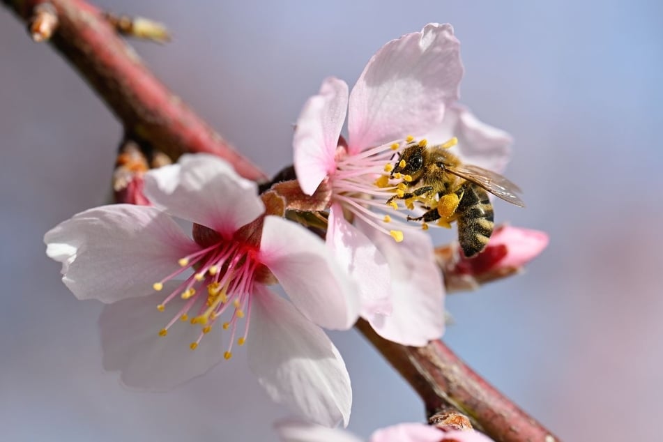 Eine Biene steuert die Blüte eines Mandelbaums an.