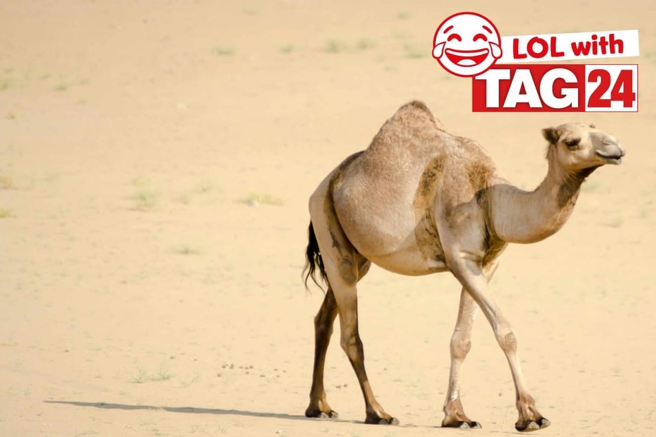 Joke of the Day for February 25, 2026: A Hump Day funny