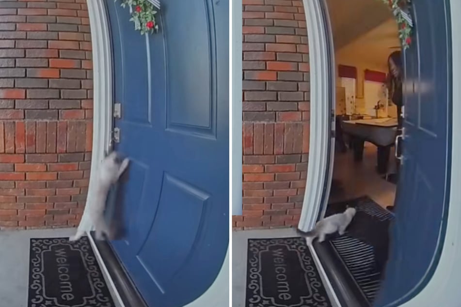 Verzweifelt springt die Katze an der Tür hoch. Schließlich erlöst ihr Frauchen sie.