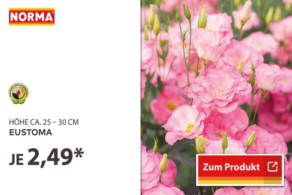 Eustoma für 2,49 Euro