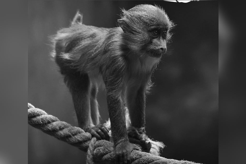 Ein junger Mandrill ist beim Spielen im Hamburger Tierpark Hagenbeck ums Leben gekommen.