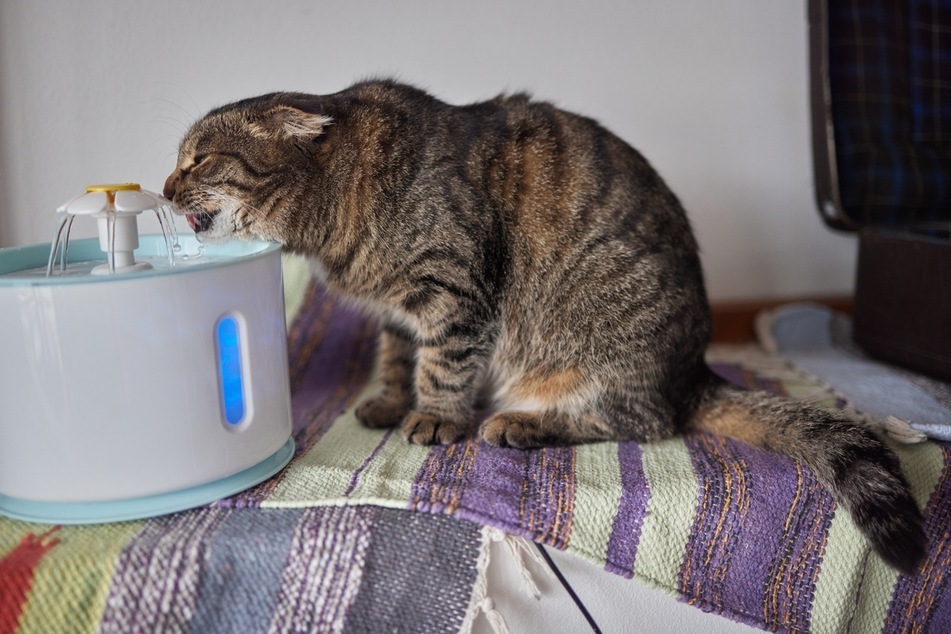 Vorteilhaft sind Katzenbrunnen mit automatischer Schwerkraftnachfüllung, verschiedenen Wasserflusseinstellungen, LED-Beleuchtung und einsehbarem Wasserstand.