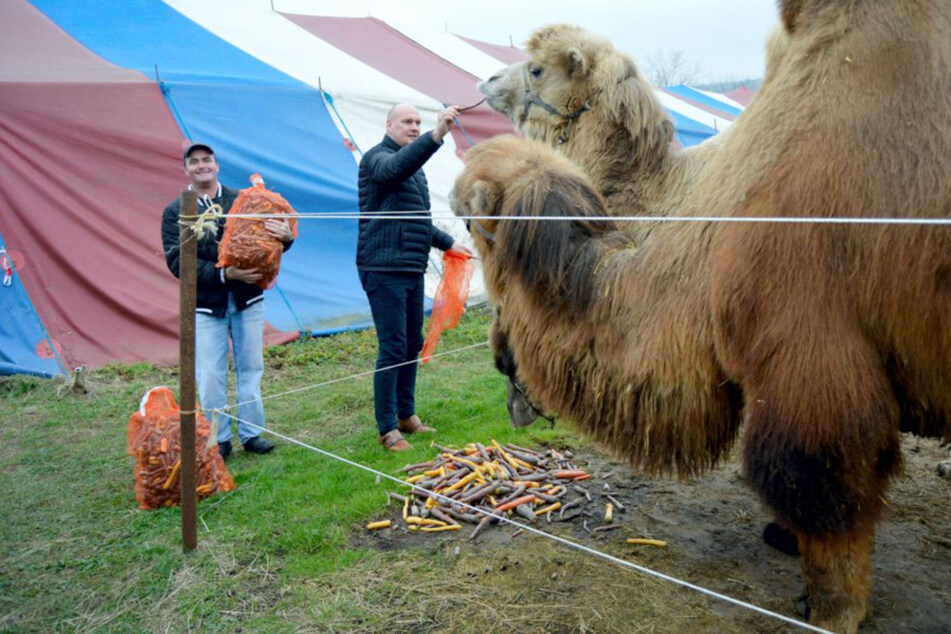 Sondershausen Bürgermeister Steffen Grimm (50) füttert ein Kamel. Mit einer Futtermittelspende hat die Stadt Zirkus Robini unterstützt.