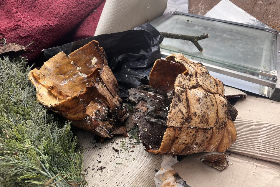 Der Panzer einer toten Spornschildkröte ist im Stadtteil Schnelsen gefunden und durch Polizeikräfte sichergestellt worden. Die Fachdienststelle für Tierschutzdelikte führe nun die Ermittlungen.