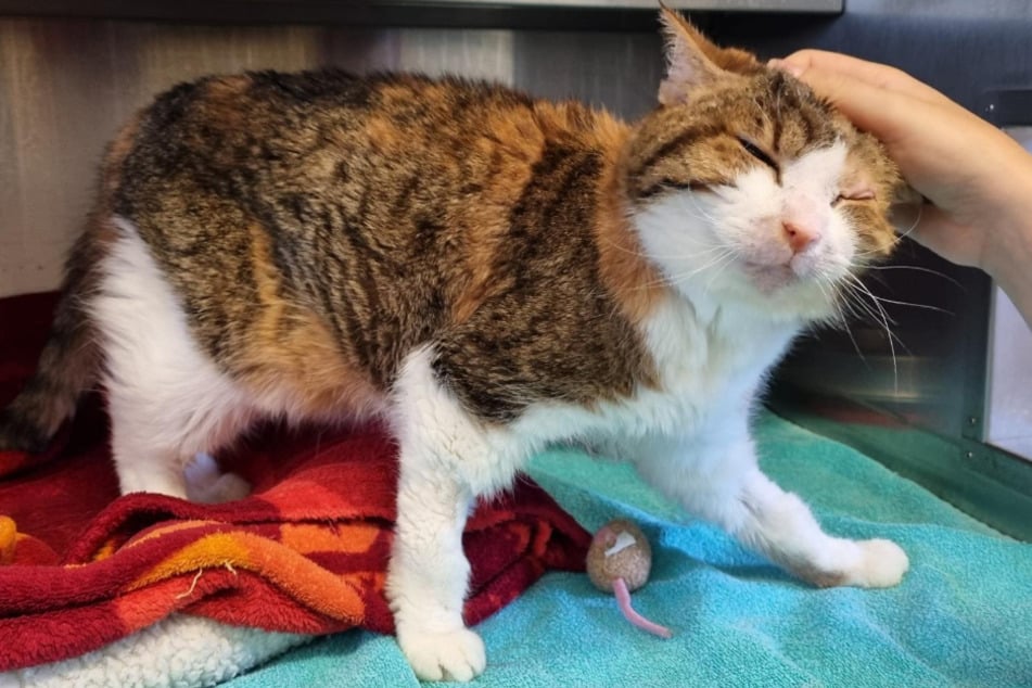 Katzen-Oma Peachy aus dem Hamburger Tierheim will ihre letzten Tage in einem echten Zuhause verbringen.