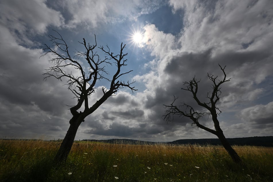 Wasserkrise durch Trockenheit: Klimawandel macht sich in Bayern bemerkbar