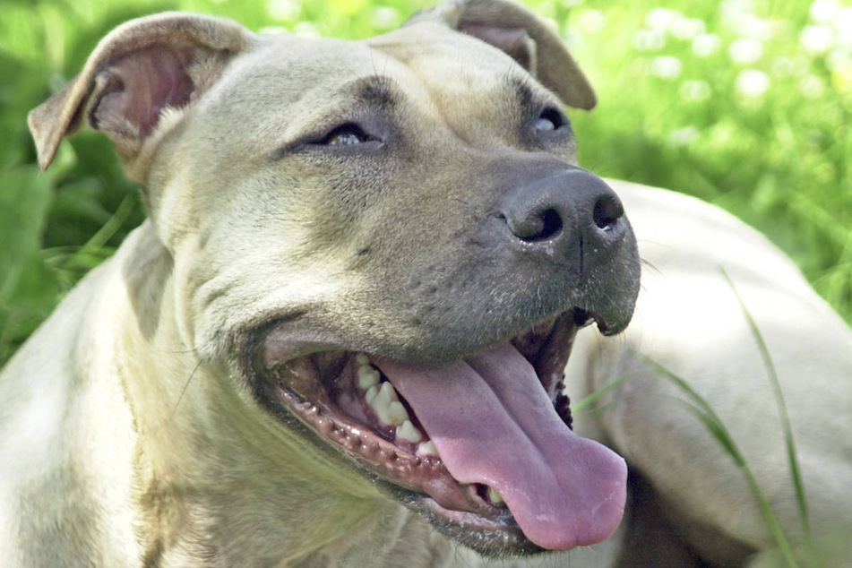 American Staffordshire Terrier zählen in den meisten Bundesländern zu den Listenhunden, für deren Haltung spezielle Auflagen gelten. (Symbolbild)