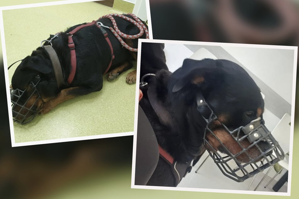 Rottweiler Tyson hat Aggressionsprobleme, die er dringend in den Griff bekommen muss.