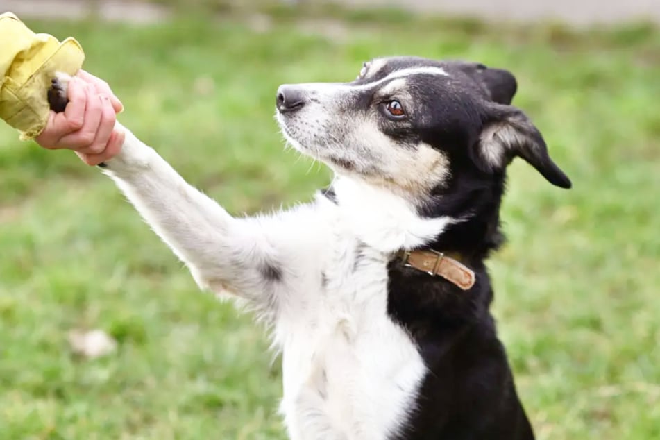 Na, geht doch! Hunde-Dame Filly braucht nur ein wenig Zeit, um aus sich herauszukommen.