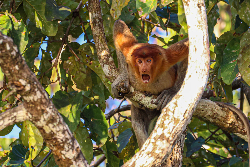 This Proboscis monkey looks like it just heard some jaw dropping gossip.
