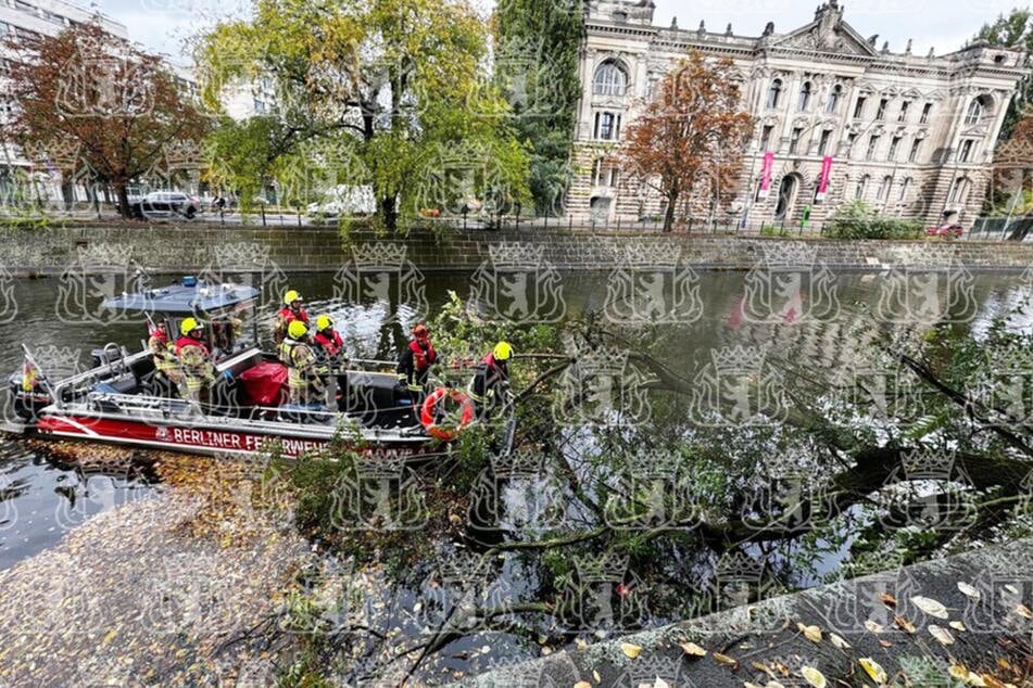 Die Entfernung des Asts aus dem Wasser erwies sich als kompliziert.