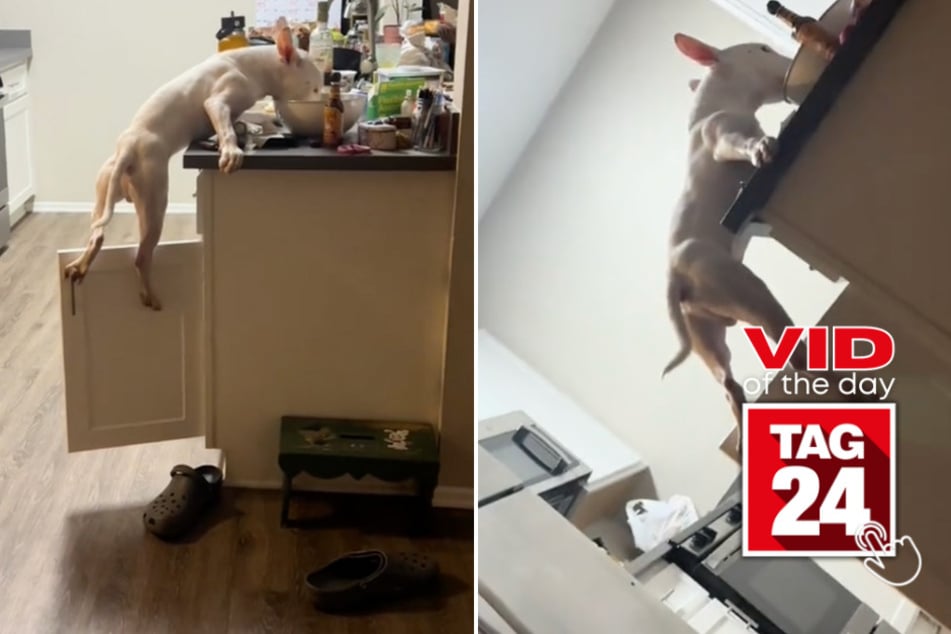 viral videos: Viral Video of the Day for June 12, 2024: "Bad dog" scales kitchen cabinets for human food