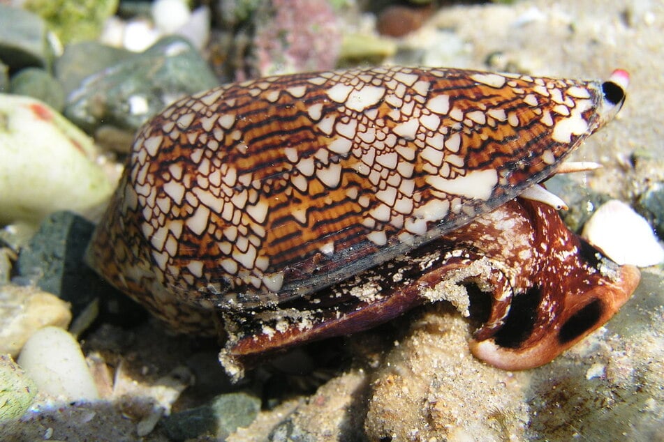 Der Weberkegel ist nicht zu unterschätzen. Die Wasserschnecke trägt ein gefährliches Gift in sich.