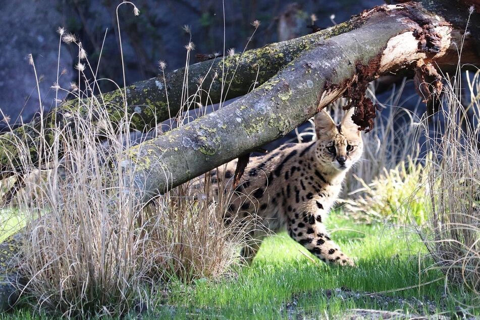 In ihrer afrikanischen Heimat südlich der Sahara sind die Serval-Kater perfekt an das Leben in Savannen und Graslandschaften angepasst.