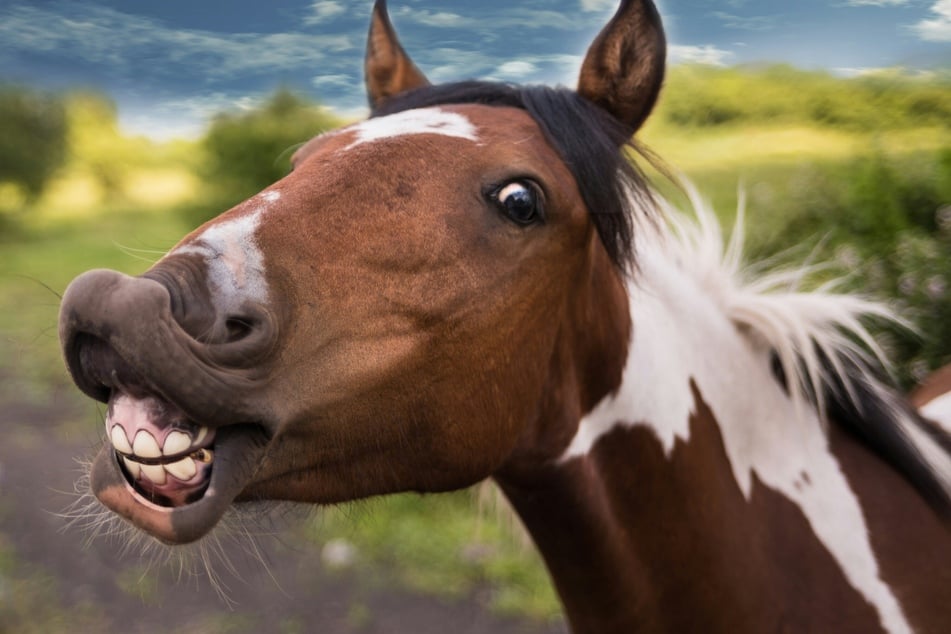 Witz der Woche vom 5.1.2026 bis 11.1.2026 - Dieser Witz hat es in sich