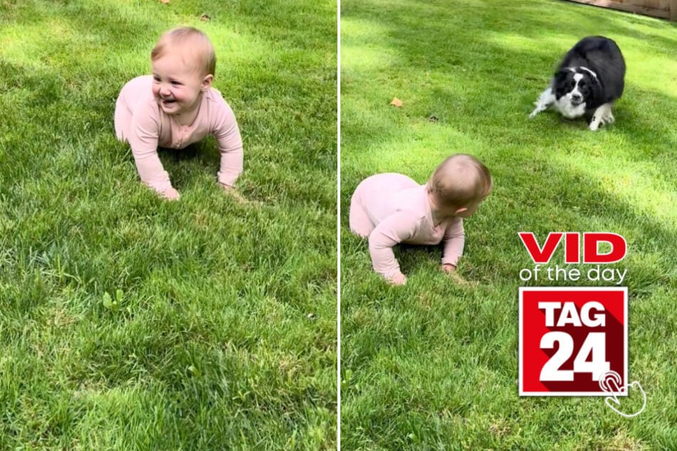 viral videos: Viral Video of the Day for August 24, 2025: Baby giggles as family dog gets the zoomies!