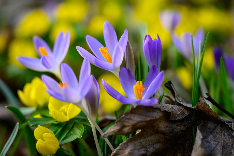 Die ersten Frühlingsanzeichen wie Winterlinge und Krokusse sind bereits seit ein paar Tagen zu sehen.