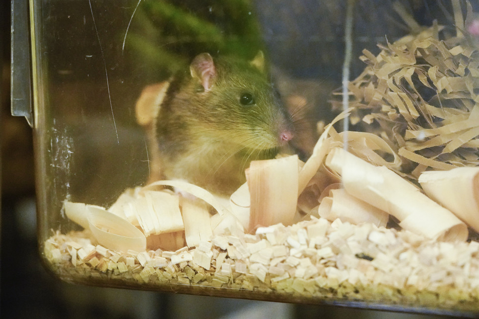 Eine Ratte sitzt im Zentralen Tierlabor des Deutschen Krebsforschungszentrums (DKFZ) in einem Tierkäfig.