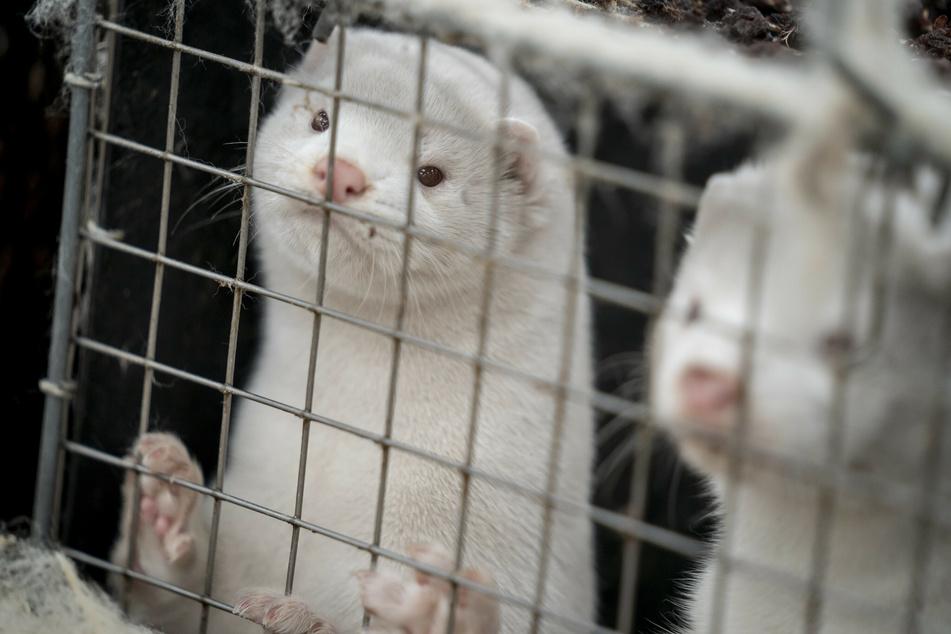 Nerze stehen in ihren Käfigen auf einer Nerzfarm im dänischen Naestved.