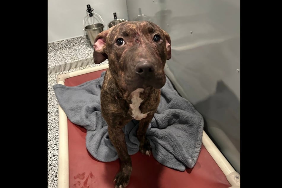 This little dog is healing.