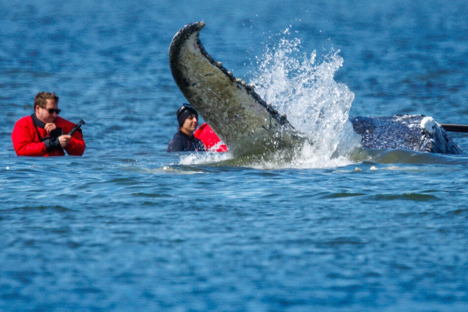 Der Wal hat sich durch die Maßnahme mit den Gurten etwas gedreht.