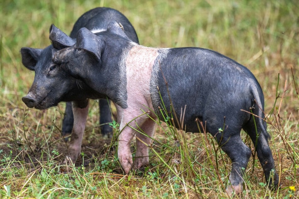Die Sattelschwein-Ferkel hat Thomas Paarmann selbst nach Chemnitz gefahren.