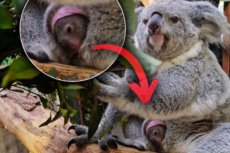 Ausgerechnet zu Halloween! Koala-Baby beschaut sich die Welt
