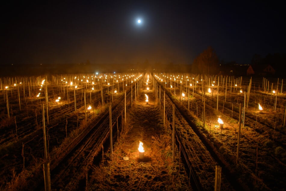 Bauern versuchen, ihren Bestand mit Feuer vor Frost zu schützen, wie hier auf einer sächsischen Weingut zu sehen ist.