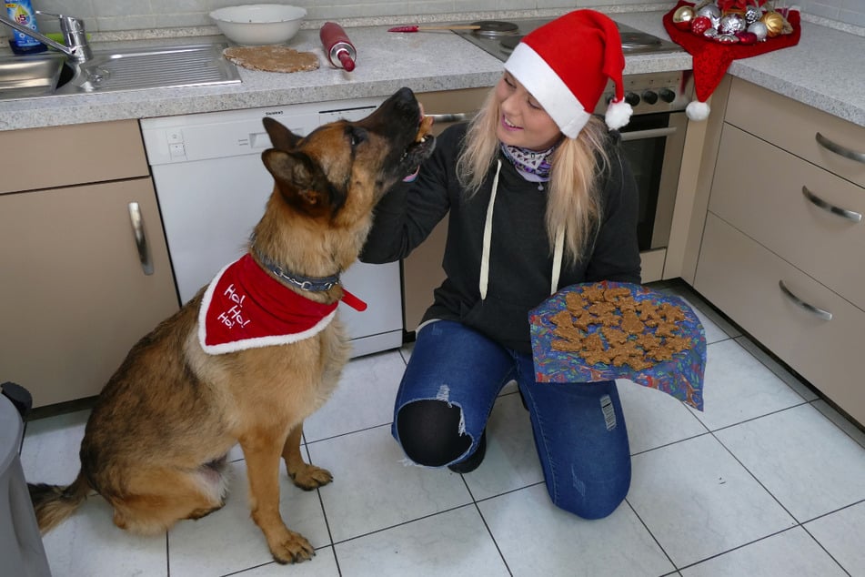 Odin stibitzt ein paar Hunde-Plätzchen von Pflegerin Sabrina.