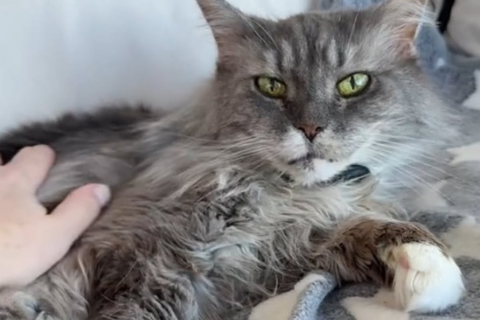 18-year-old cat has the cutest reaction to being reunited with her owners