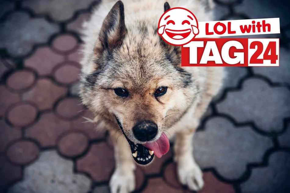 Joke of the Night for January 13, 2026: A wild funny.