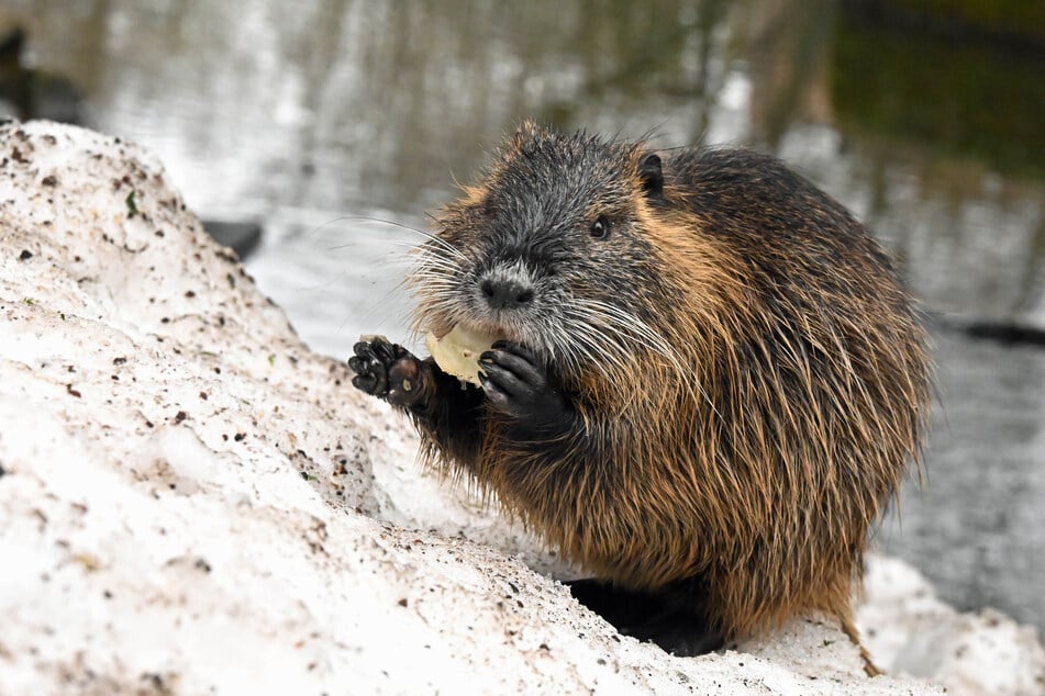 Vor allem an der sogenannten "Entenbrücke" tummeln sie sich: Die Zahl der Nutrias scheint in Leipzig immer mehr zuzunehmen.