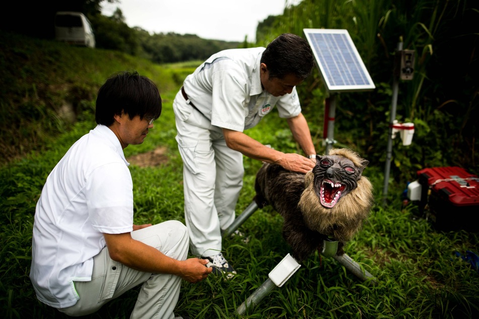 Mechanical "monster wolves" were first used in 2016 to scare away bears.