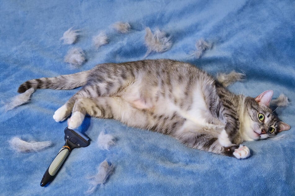 Während des Fellwechsels haaren Katzen extrem. In dieser Zeit solltest Du Deine Katze etwa alle drei Tage bürsten.