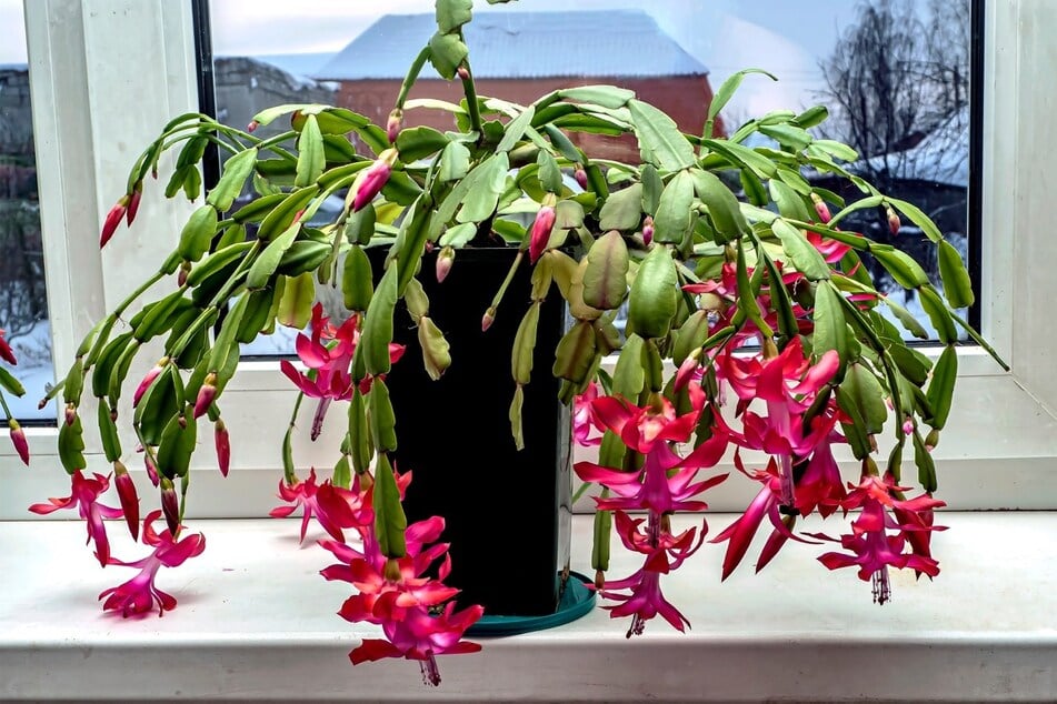 The Christmas cactus is covered in beautiful flowers and are safe for your cat.