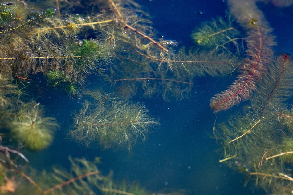 Umgangssprachlich wird das verschiedenblättrige Tausendblatt (Myriophyllum heterophyllum) nicht ohne Grund als Wasserpest bezeichnet. (Archivfoto)