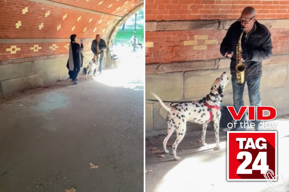 In Today's Viral Video of the Day, a Dalmatian steals a street musicians' performance with his incredible melodic howls!