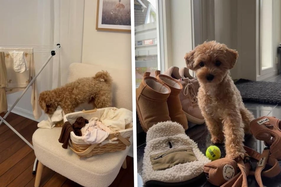 Dog can't stop staring lovingly at his owner in sweet video: "You’re literally his whole entire world"