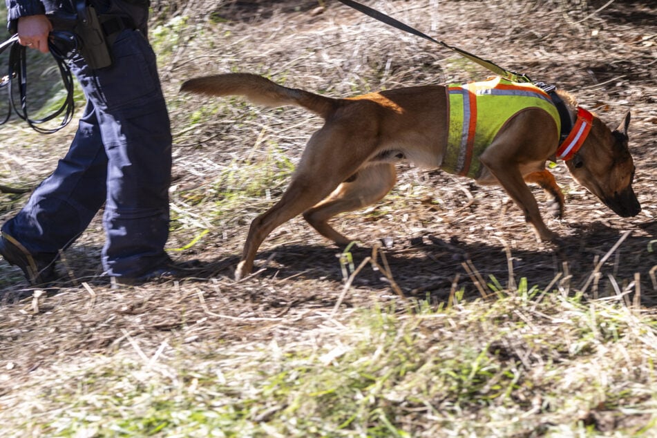 Suche nach Schatzsucher im Erzgebirge: Spürhunde schlagen an, aber was bedeutet das?