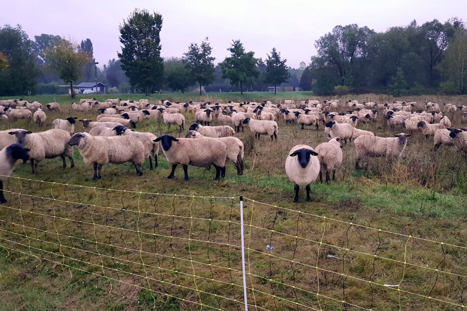 Alle Schäfchen sind - mehr oder weniger - wieder im Trockenen.