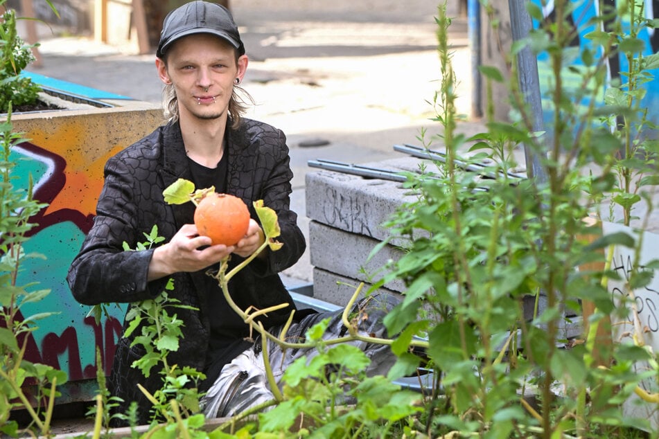 Justin Strombach (30), Barkeeper bei "Little Creatures", hat vor der Kneipe in einem Hochbeet Kürbisse angepflanzt - und die gedeihen prächtig.