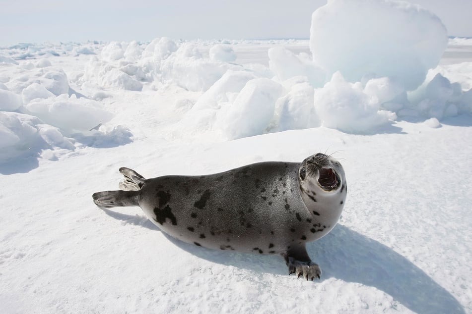 Surprisingly, however, Alaska's ice seal populations remain healthy.