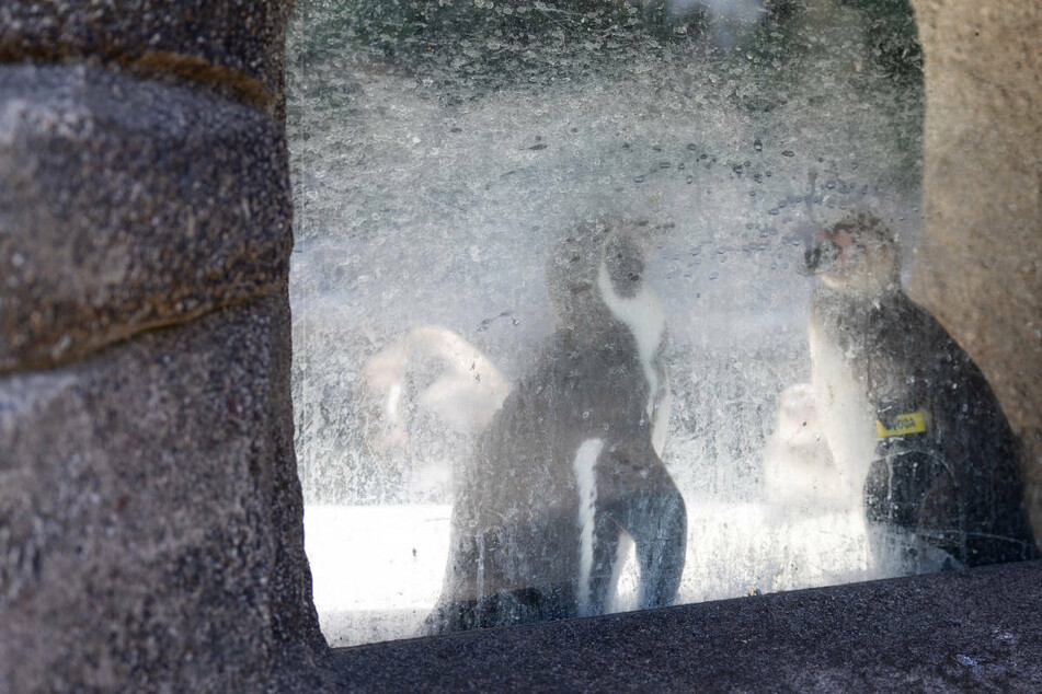Gerade die Pinguine leiden zurzeit im Frankfurter Zoo unter der "Affenhitze".