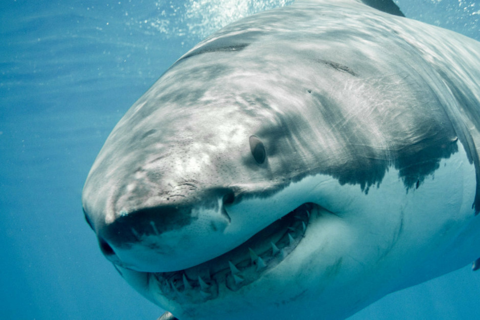 A great white shark is assumed to have been involved in the attack (stock image).