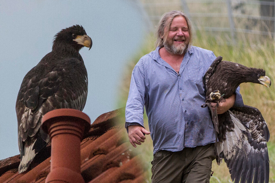 Ausgebüxt! Seeadler-Dame flog von Rheinland-Pfalz nach Sachsen: So wurde sie in die Falle gelockt