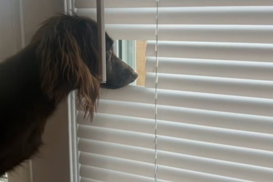 Auch das noch! Shelly bekommt für ihre "Tat" eine Belohnung: ein perfekt ausgeschnittenes Mini-Fenster.