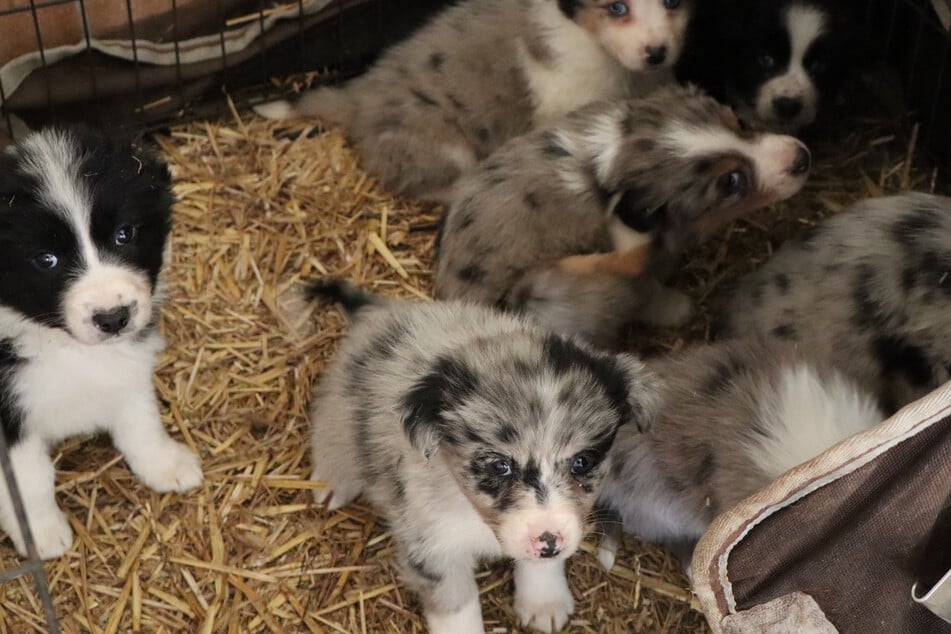 Über 80 Tiere betroffen: Schlimmer Fall von Animal Hoarding aufgedeckt