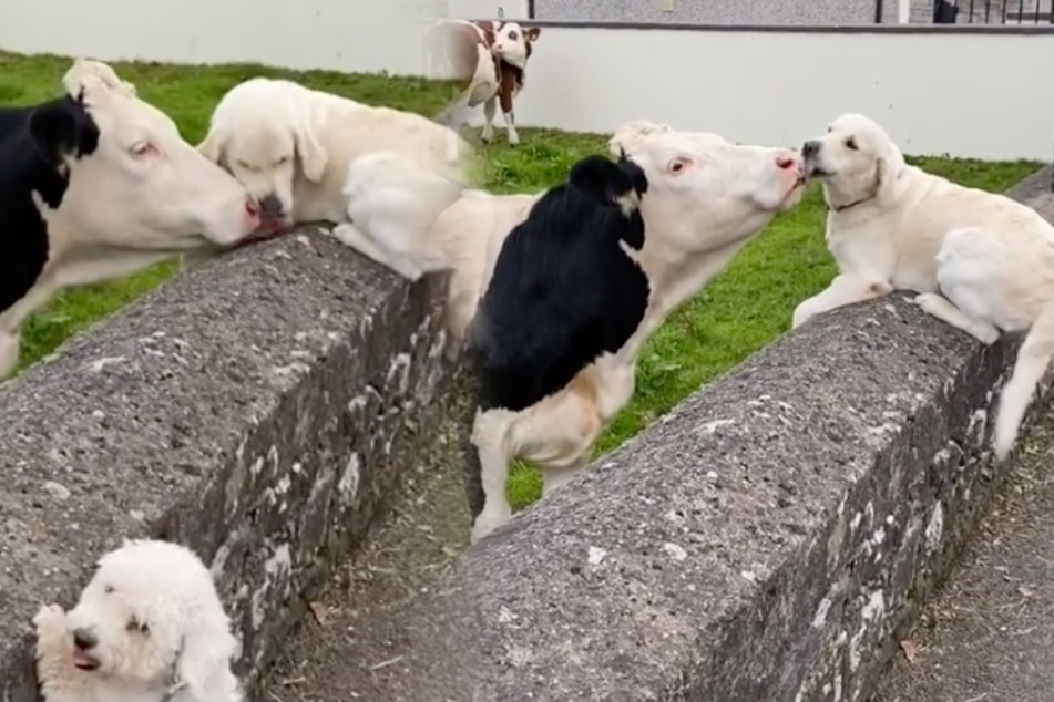 Der Golden Retriever freute sich so sehr seine Freundin wiederzusehen.